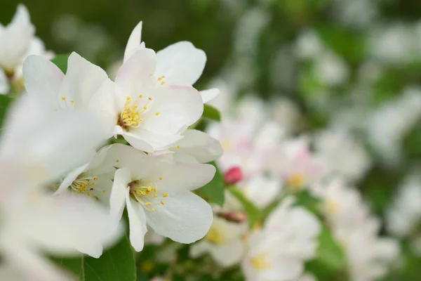 Floração Árvore Maçã Jardim — Fotografia de Stock