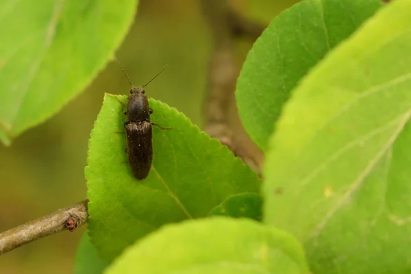 Bug Liść Jabłkowy — Zdjęcie stockowe