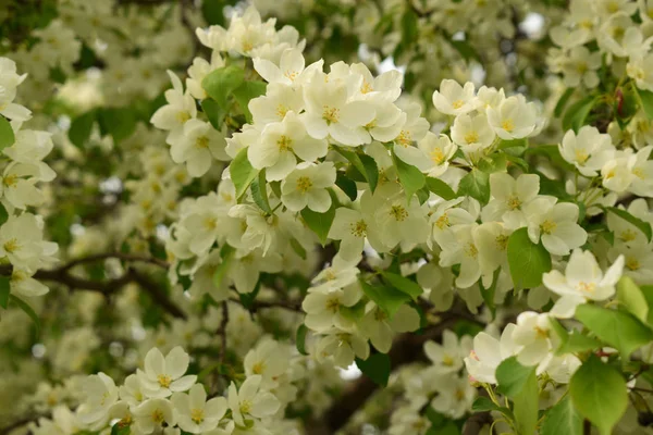 Bloeiende Appelboom Tuin — Stockfoto