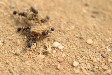 karıncaların bir yemek