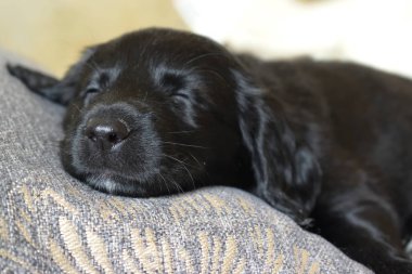 küçük bir sleping köpek