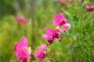 alanında parlak pembe çiçekler