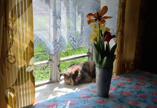 Katt Sover Fönstret — Stockfoto