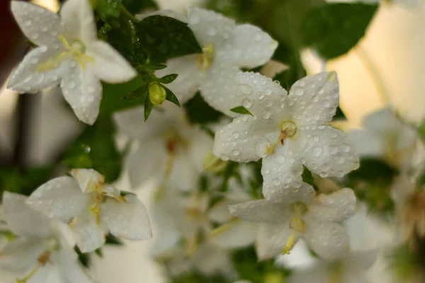 Witte Bloemen Van Campanula — Stockfoto