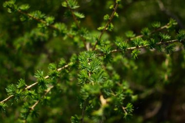 İlkbaharda karaçam dallarında iğneler