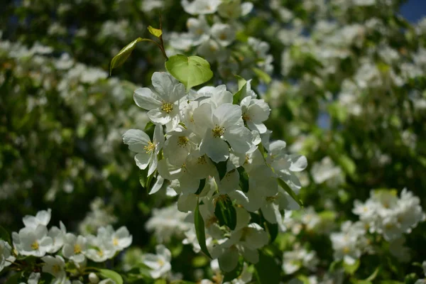 Flor Maçã Branca Primavera — Fotografia de Stock