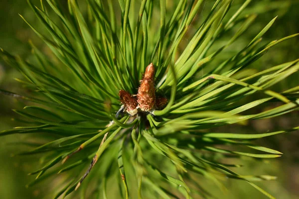 Pine Buds Spring — Stock Photo, Image