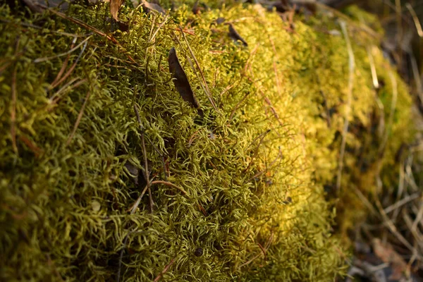 Grünes Moos Wald — Stockfoto