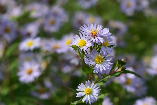 Molti Fiori Lilla Symphyotrichum Novi Belgii — Foto Stock