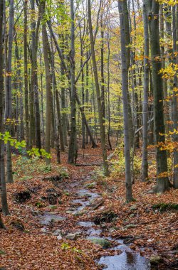 Ormanın içinde güneşli bir canlı sonbahar renkleri
