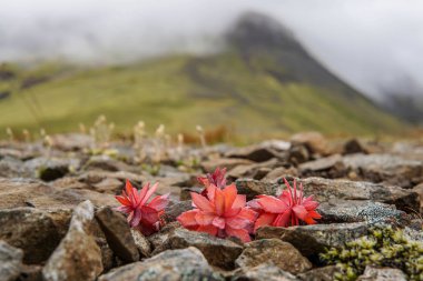 Reykjavik yakınındaki kır çiçeği roseroots ile kutup meadows