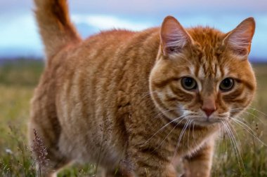 Tatlı kedi ot, İzlanda oynarken