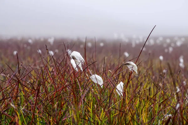 Pole mokré trávy bavlny na Islandu — Stock fotografie