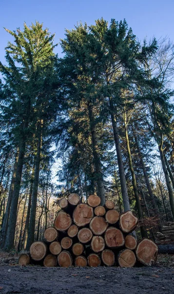 Dřevěné klády s lesem na pozadí. Kmeny stromů pokácené a naskládané v popředí — Stock fotografie