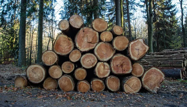 Dřevěné klády s lesem na pozadí. Kmeny stromů pokácené a naskládané v popředí — Stock fotografie