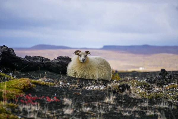 Lonely sheep on iceland in a volcano landscape — Stock Photo, Image