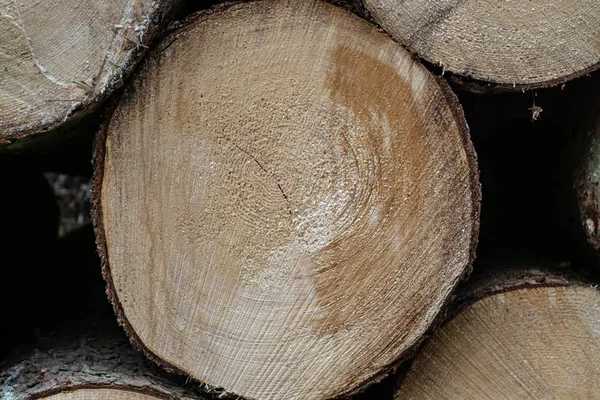 Velké Řezané Protokolu Přírodní Dřevěný Dekor Pozadí Freiberg — Stock fotografie