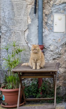 Açık bir tablo üzerinde oturan bir huysuz tanımak kedi