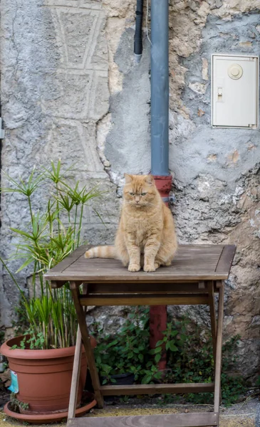 야외 테이블에 앉아 심 술 Lokking 고양이 — 스톡 사진