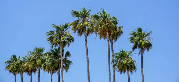 Palm trees at Cannes on the cote dazur. — Stock Photo, Image