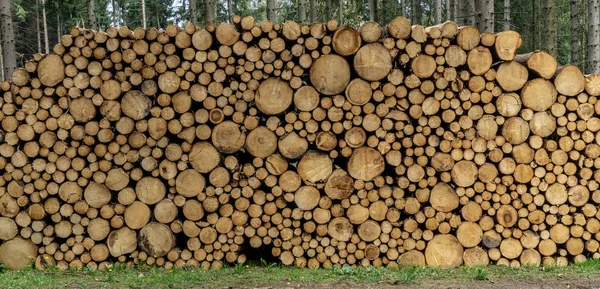 Dřevěné klády s lesem na pozadí. Kmeny stromů pokácené a naskládané v popředí — Stock fotografie