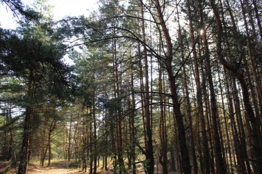 Çam ormanı bir yaz sabahı