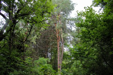 Patika bir çam ormanı içinde
