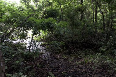Patika bir çam ormanı içinde