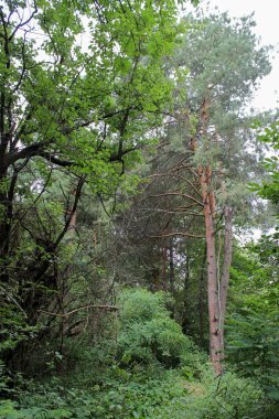 Patika bir çam ormanı içinde