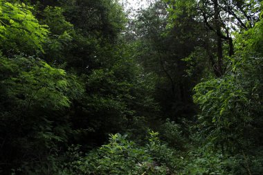 Ormanda doğal peyzaj