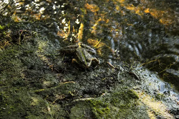 水库岸边的青蛙 — 图库照片