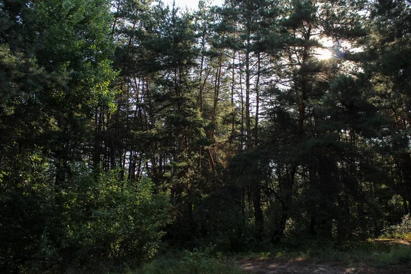 Letni Poranek Sosnowym Lesie — Zdjęcie stockowe