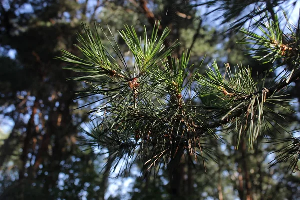 Pine Branch Pine Needles — Stock Photo, Image