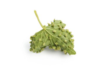 Kırpma yolu bağ sorun, Eriophyes (colomerus vitis) - galls, üzüm erineum akar, etkisini gösteren beyaz arka plan asma yaprağına dahil