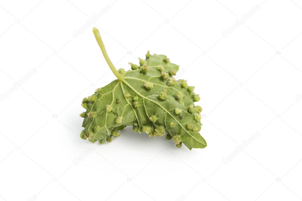Vineyard problem, Eriophyes (colomerus vitis) - Vine leaf on white background showing galls, effect of Grape erineum mite, included clipping path