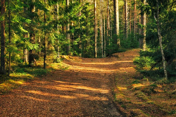 Estrada Velha Solo Vazio Floresta Outono — Fotografia de Stock