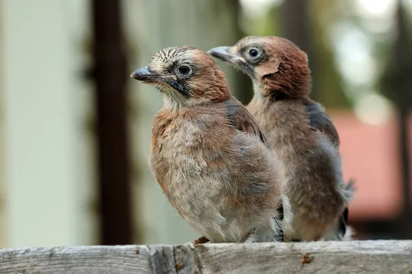 Nahaufnahme Vom Nestling Der Eichelhäher Garrulus Glandarius — Stockfoto