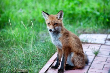 Vahşi kızıl tilki