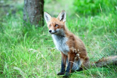 Vahşi kızıl tilki