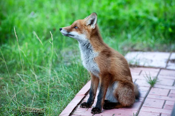 Wild red fox — Stock Photo, Image