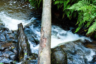 küçük kayalar üzerinde şelale ile ormanda küçük dere 