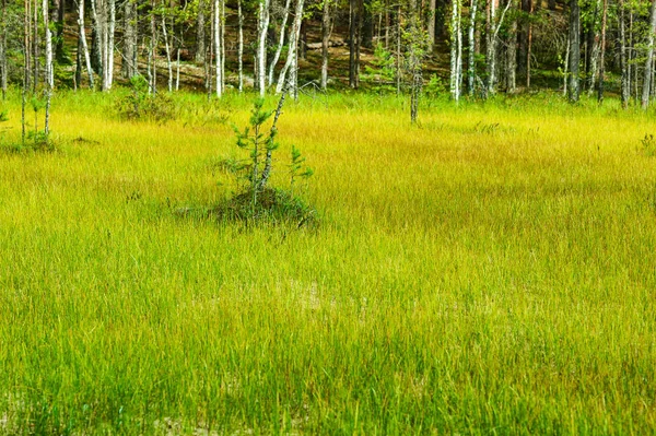 bataklık orman ve arazi peyzaj