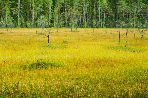 bataklık orman ve arazi peyzaj