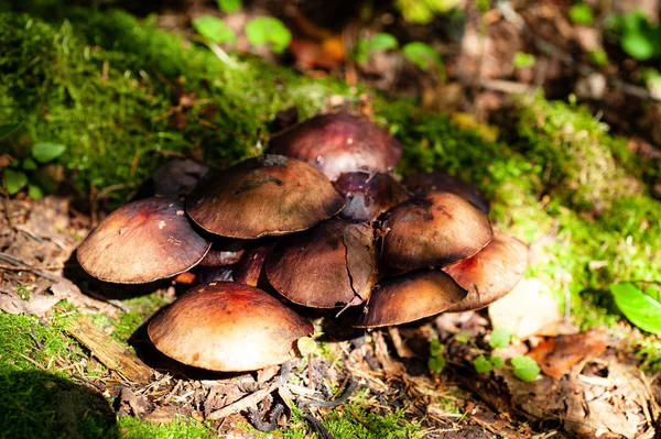 Ormanda sonbahar mantarı 