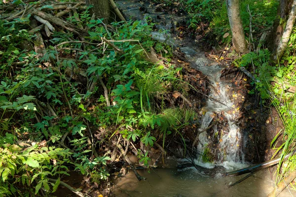 Маленький струмок у лісі з водоспадом над дрібними скелями — стокове фото