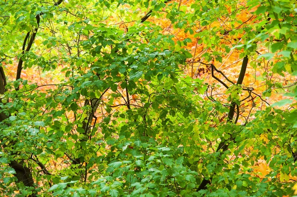 Kolorowe jesienne drzewa leśne w magicznych kolorach — Zdjęcie stockowe