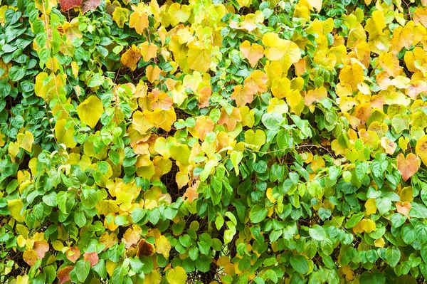 Árboles coloridos del bosque otoñal en colores mágicos — Foto de Stock