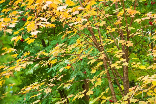 Alberi colorati foresta autunnale in colori magici — Foto Stock
