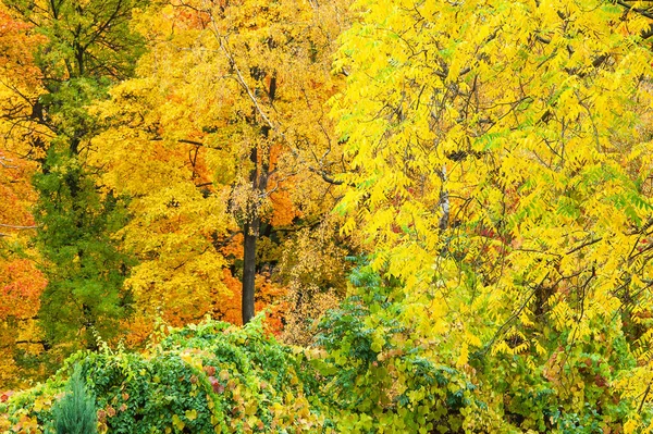 Kolorowe jesienne drzewa leśne w magicznych kolorach — Zdjęcie stockowe