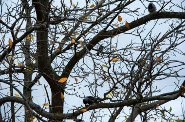 Kuzgunlar sonbahar ormanındaki bir ağacın dalında duruyor.